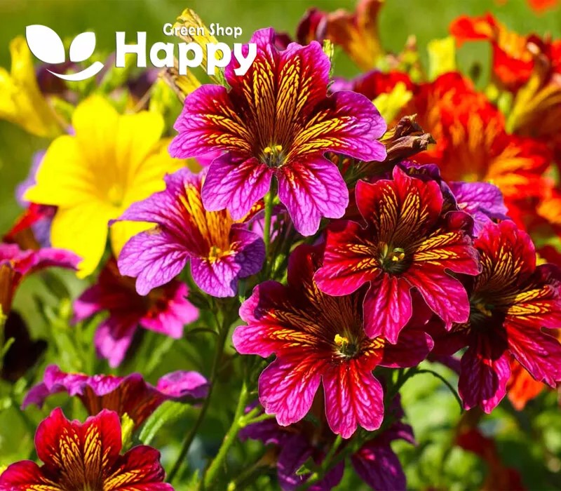 Painted Tongue 'Superbissima' mix - 800 seeds (Salpiglossis Sinuata)