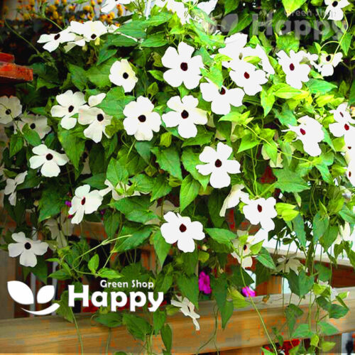 Black Eyed Susan White - 20 seeds (Thunbergia alata)