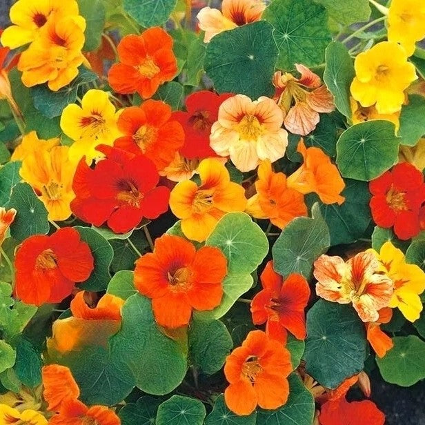 Nasturtium Honolulu - 15 seeds (Tropaeolum nanum)