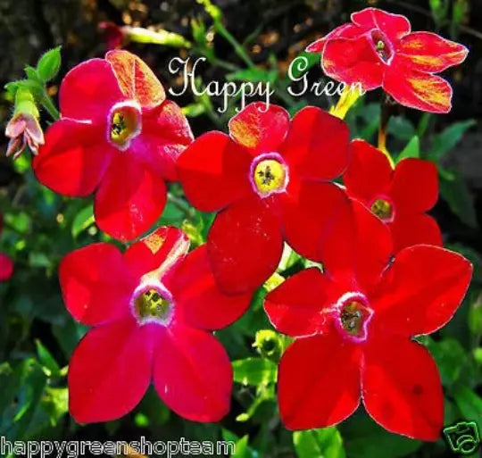 Flowering Tobacco - 2000 seeds (Nicotiana alata Grandiflora)