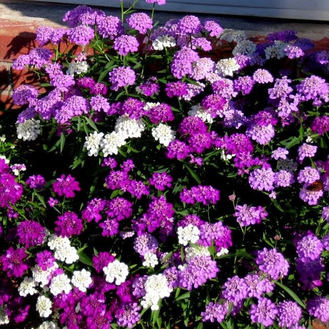 Candytuft - Fairy Mix - 600 seeds (Iberis umbellata)