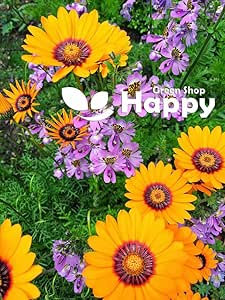 Solar Fire Daisy - 140 seeds (Ursinia Anthemoides)