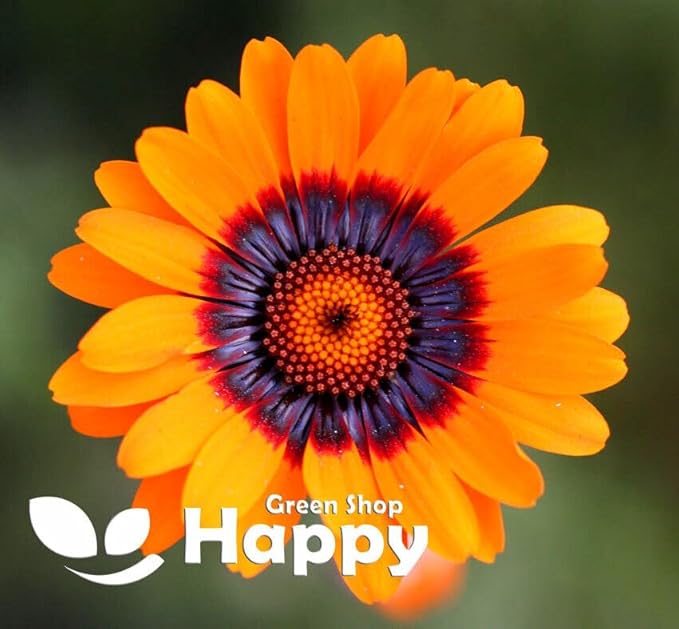 Solar Fire Daisy - 140 seeds (Ursinia Anthemoides)