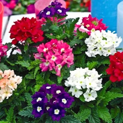 Verbena 'Florist mix' - 200 seeds (Verbena hybrida)