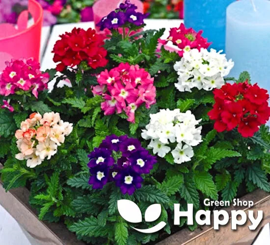 Princely Aster Mix - 450 seeds (Callistephus Chinensis)