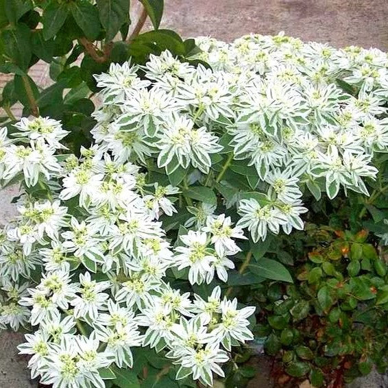Snow on the mountain - 40 seeds (Euphorbia marginata)