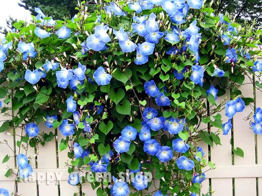 Morning glory 'Heavenly blue' - 120 seeds (Ipomoea tricolor)