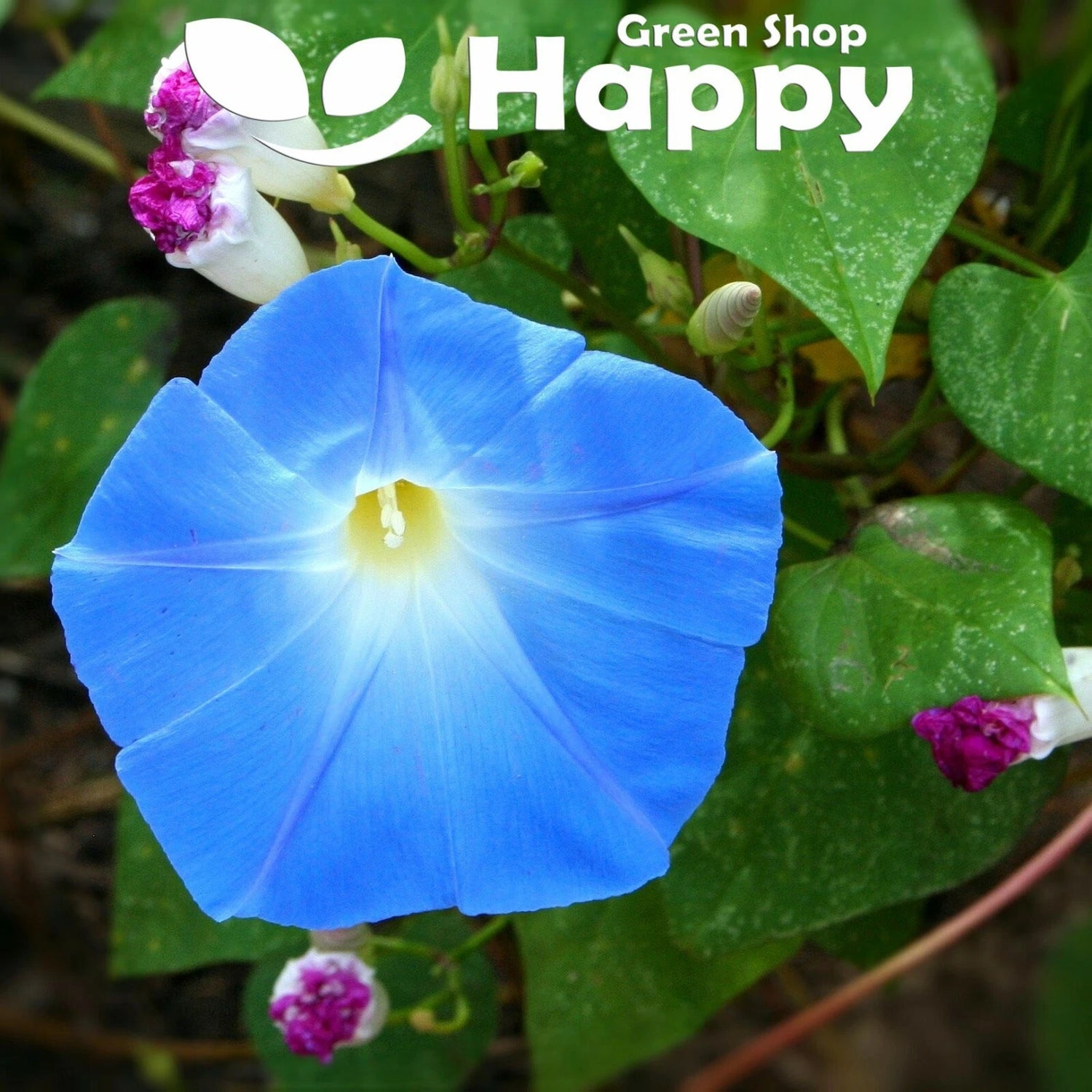 Morning glory 'Heavenly blue' - 120 seeds (Ipomoea tricolor)