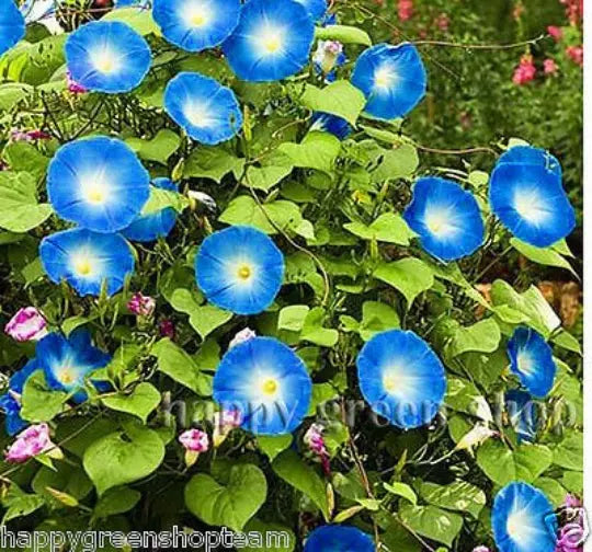Morning glory 'Heavenly blue' - 120 seeds (Ipomoea tricolor)
