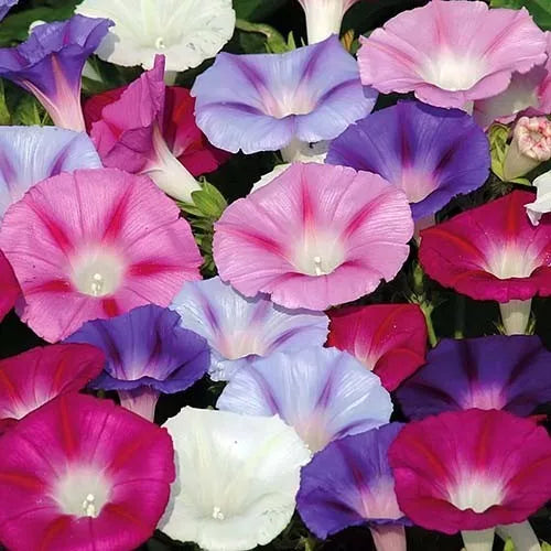 Morning glory mix - 210 seeds (Ipomoea Tricolor)