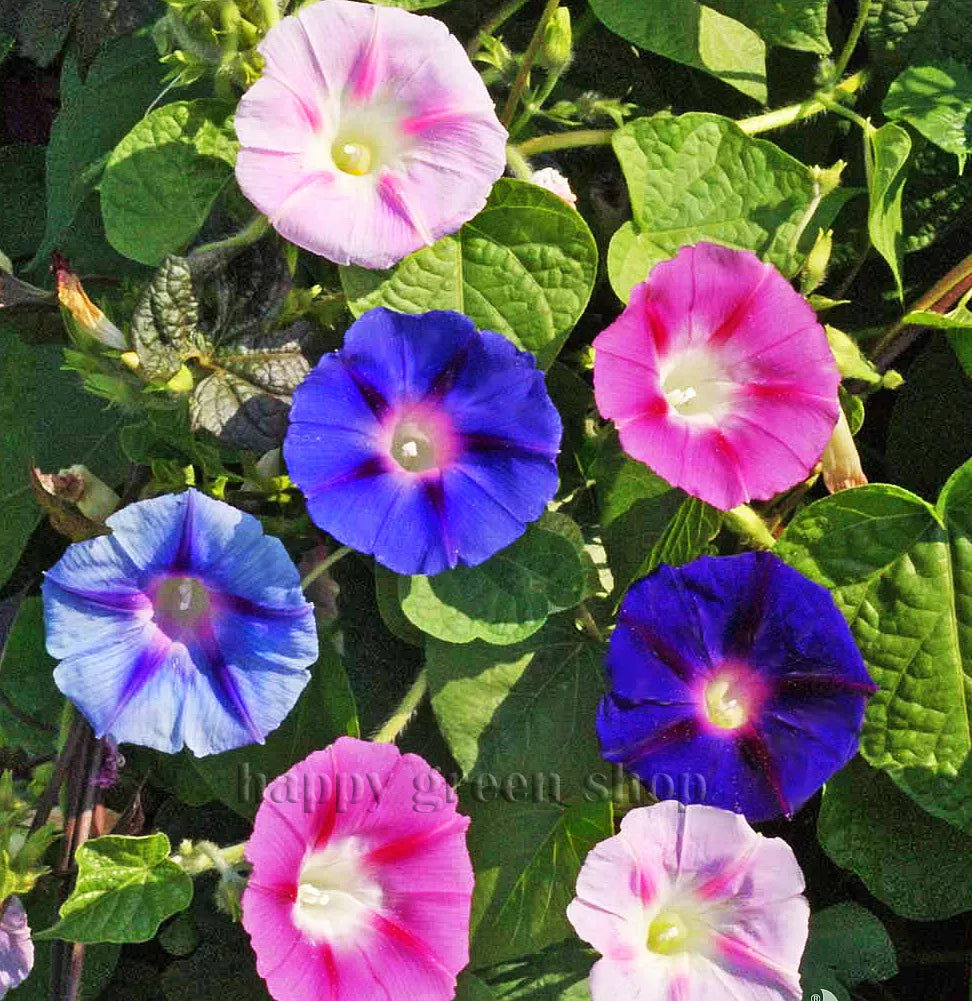 Morning glory mix - 210 seeds (Ipomoea Tricolor)