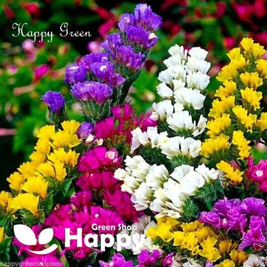 Statice 'Pacific mix' - 100 seeds (Limonium Sinuatum)