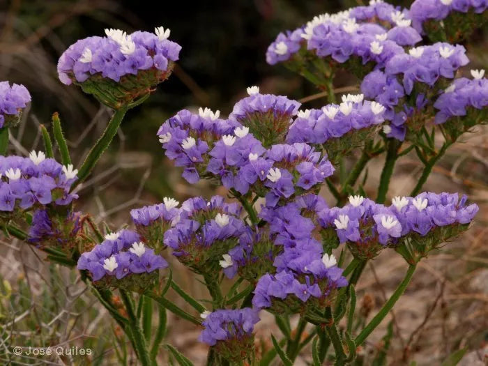 Statice Blue - 100 seeds (Limonium sinuatum)