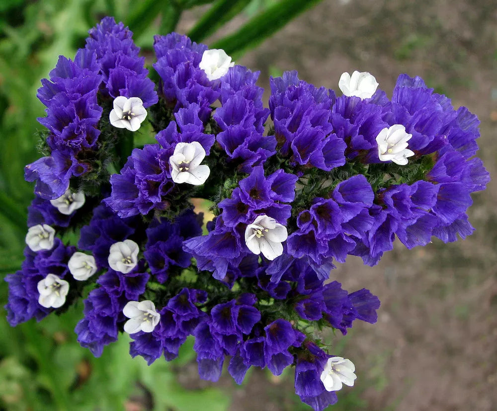 Statice Blue - 100 seeds (Limonium sinuatum)