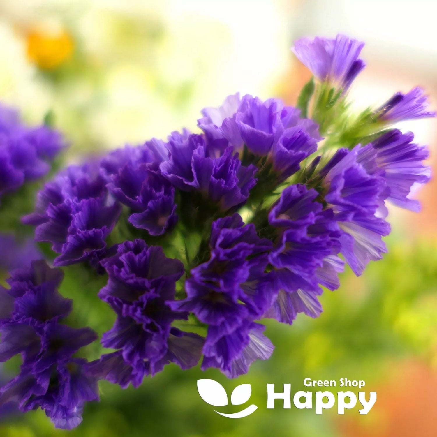 Statice purple - 100 seeds (Limonium sinuatum)
