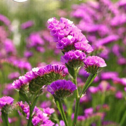 Statice Pink - 100 seeds (Limonium sinuatum)