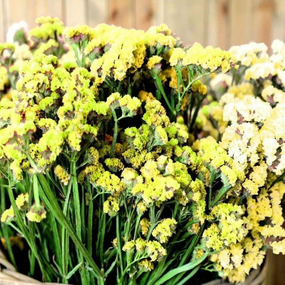 Statice Yellow -100 seeds (Limonium sinuatum)