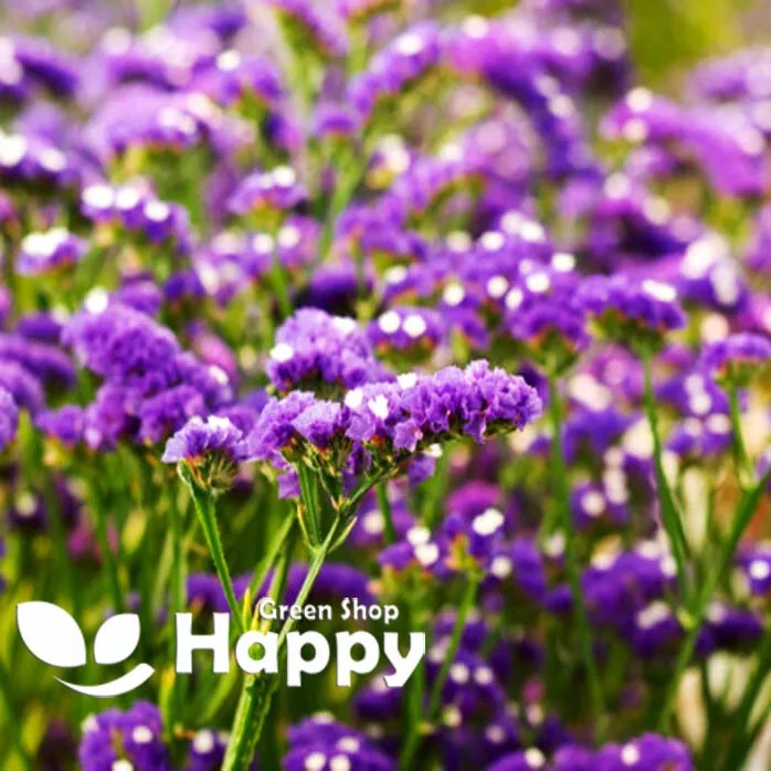 Statice Lavender - 100 seeds (Limonium sinuatum)