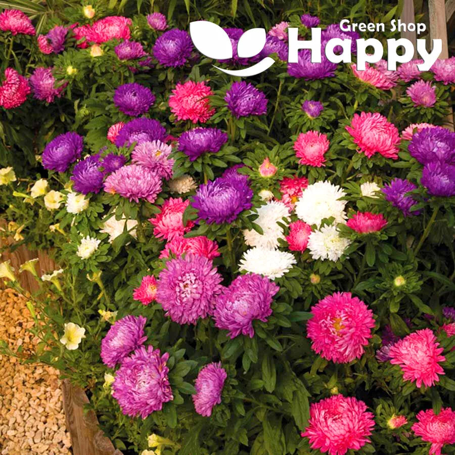 Aster Powder Puff - 450 seeds (Callistephus Chinensis)