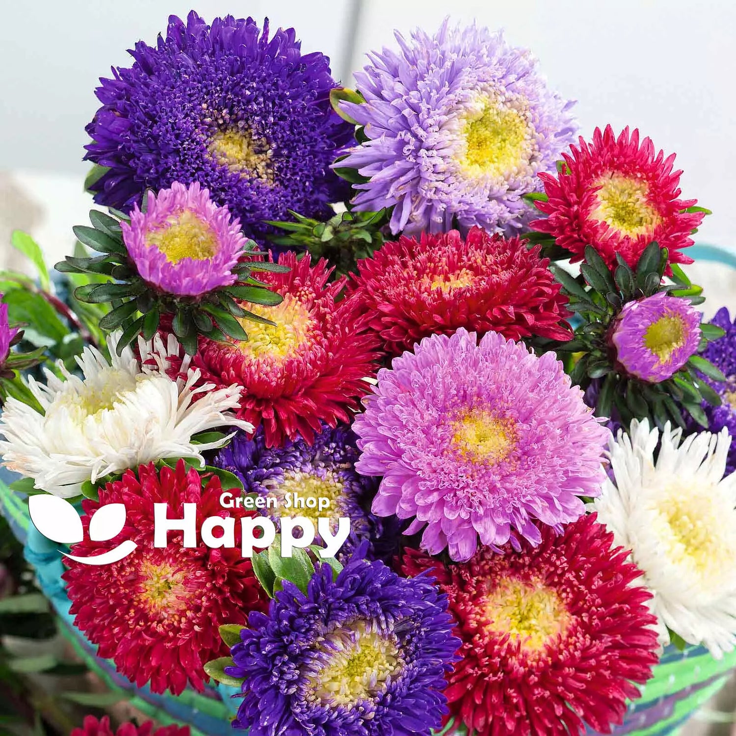 Aster Powder Puff - 450 seeds (Callistephus Chinensis)