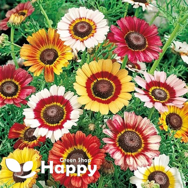 Painted Daisy Rainbow mix - 750 seeds (Chrysanthemum carinatum)