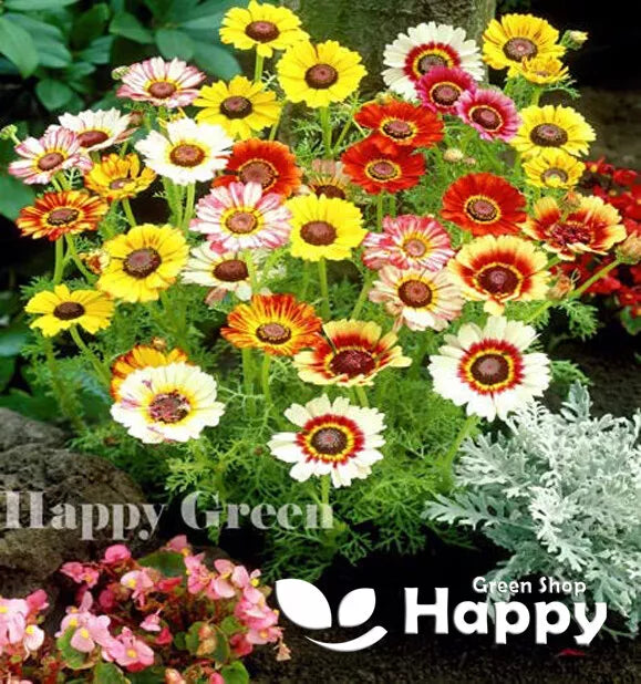 Painted Daisy Rainbow mix - 750 seeds (Chrysanthemum carinatum)