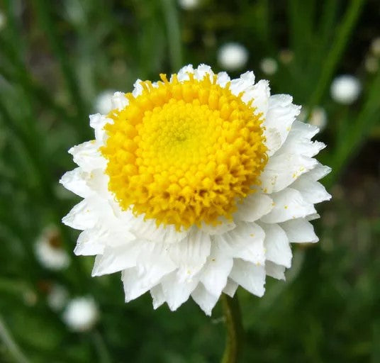 Winged Everlasting Flower - 1000 seeds (Ammobium Alatum)