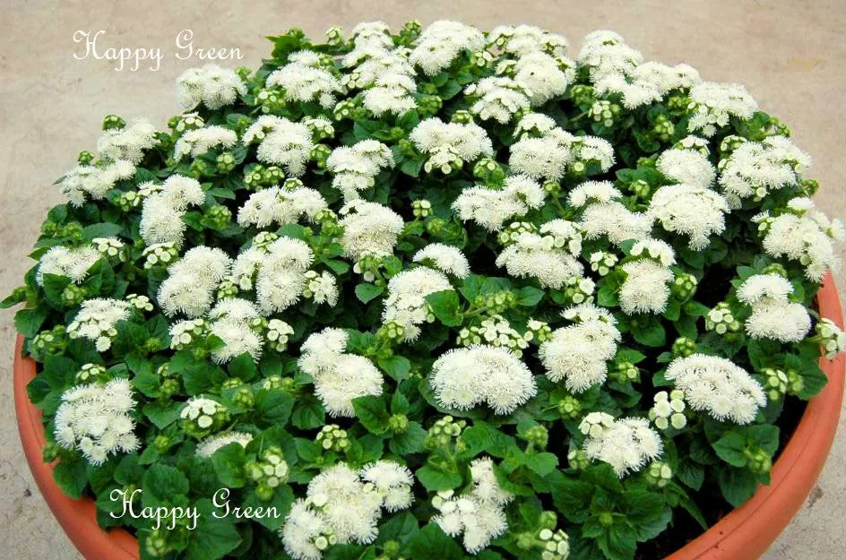 Floss Flower Dwarf White - 2000 seeds (Ageratum houstonianum)