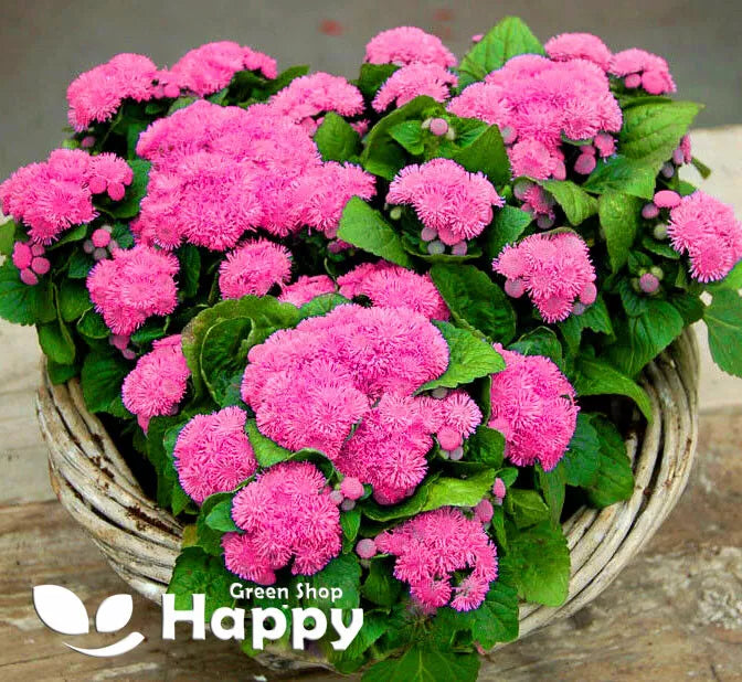 Floss Flower Dwarf Pink - 2000 seeds (Ageratum Mexicanum Pink)