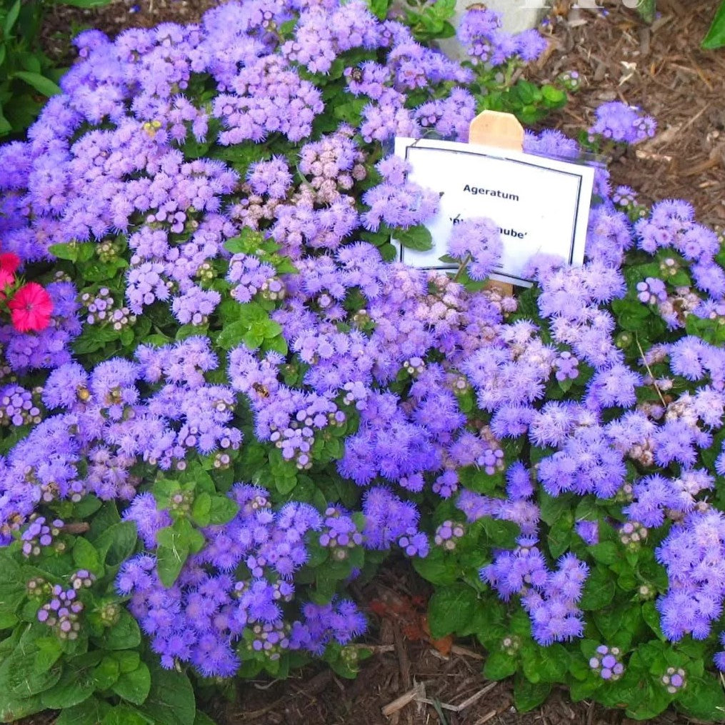 Floss Flower Blue Mink - 2000 seeds (Ageratum Blue)