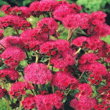 Floss flower 'Red Flint' tall - 1000 seeds (Ageratum mexicanum)