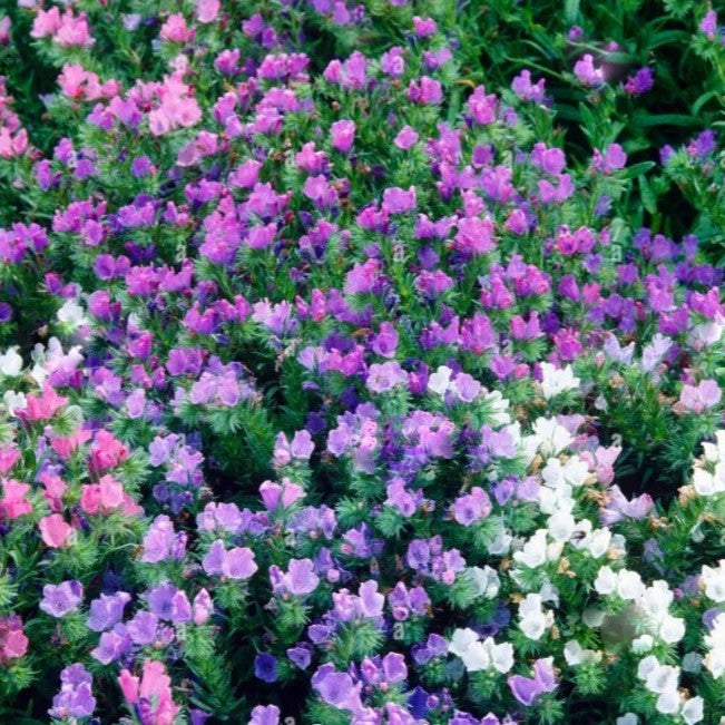 Blueweed Flower Mix - 220 seeds (Echium Plantagineum)