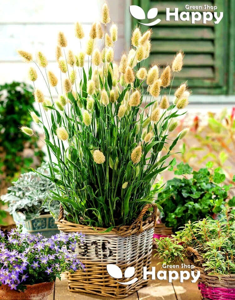 Bunny's tail grass - 600 seeds (Lagurus ovatus)