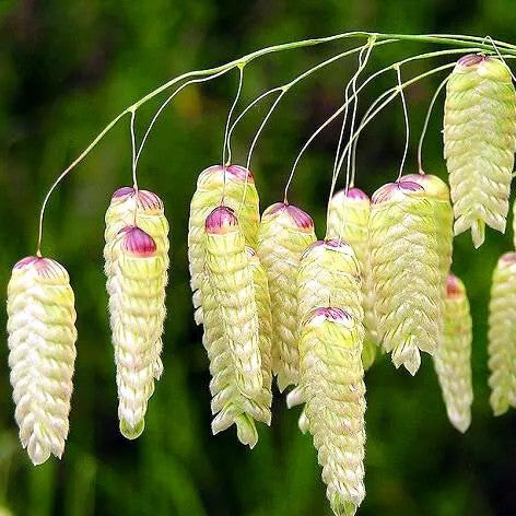 Greater Quaking Grass - 400 seeds (Briza maxima)