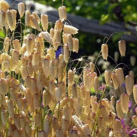 Greater Quaking Grass - 400 seeds (Briza maxima)