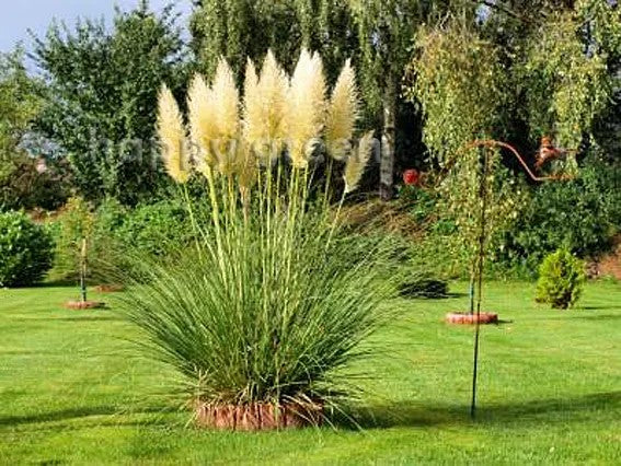 Pampas grass - 200 seeds (Cortaderia selloana)