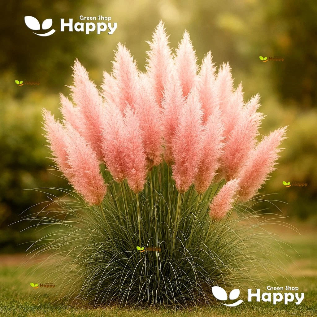 Pampas grass pink - 200 seeds (Cortaderia selloana)
