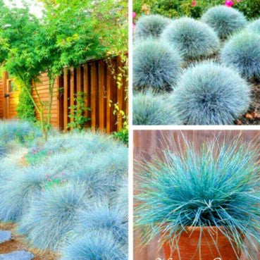 Blue Fescue grass - 300 seeds (Festuca glauca)