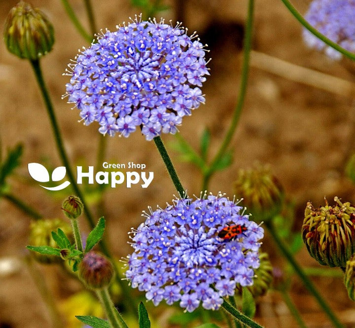 Blue Lace Flower - 40 seeds (Didiscus Caeruleus Trachymene)