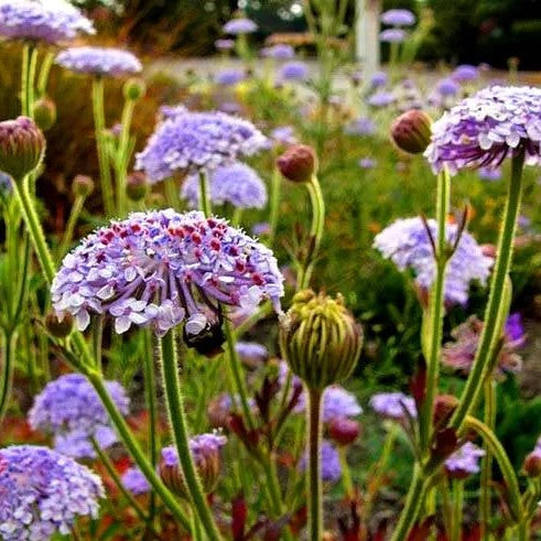 Blue Lace Flower - 40 seeds (Didiscus Caeruleus Trachymene)