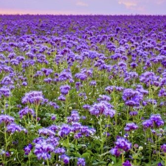 Blue Tansy Lacy - 2200 seeds (Phacelia tanacetifolia)