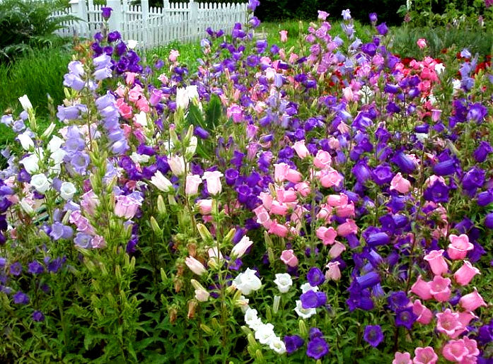 Canterbury Bells mix - 1500 seeds (Campanula Medium)