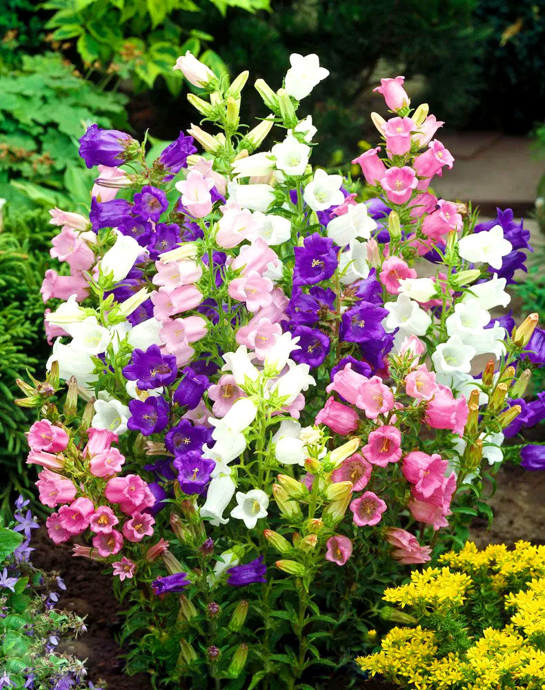 Canterbury Bells mix - 1500 seeds (Campanula Medium)