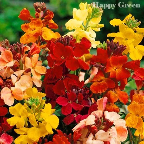 Wallflower 'Fair lady' mix - 300 seeds (Cheiranthus Cheiri)