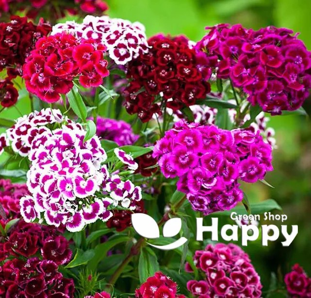 Sweet William 'Auricula eyed' mix - 1000 seeds (Dianthus barbatus)