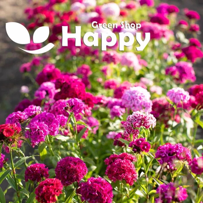 Sweet William 'Super Duplex' mix - 1000 seeds (Dianthus barbatus Mix Double)