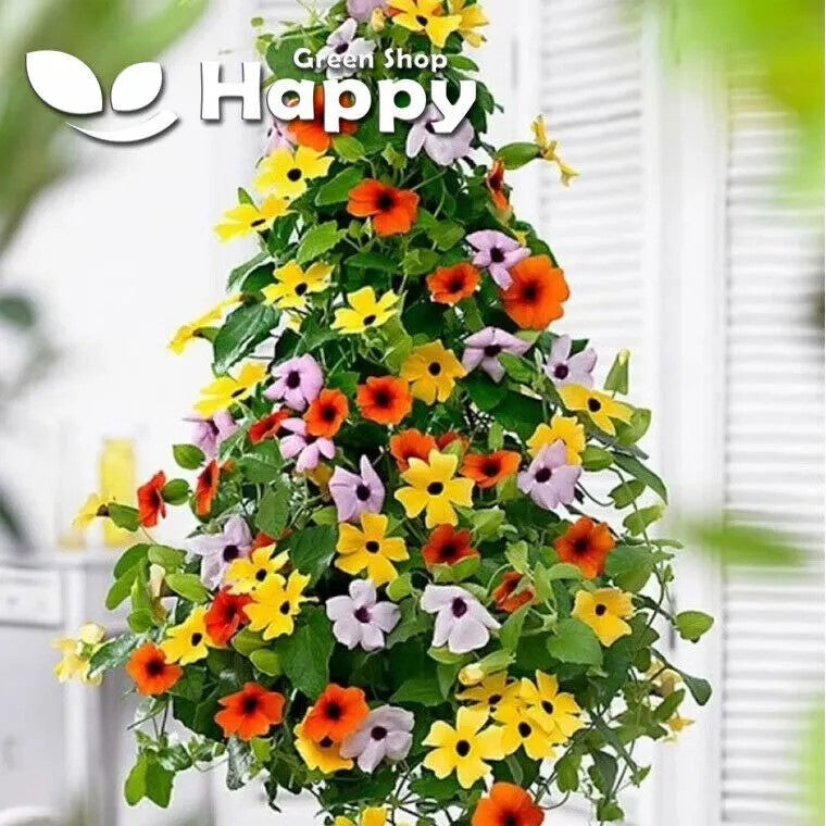 Thunbergia Sunrise Mixed - 35 seeds (Thunbergia Alata)