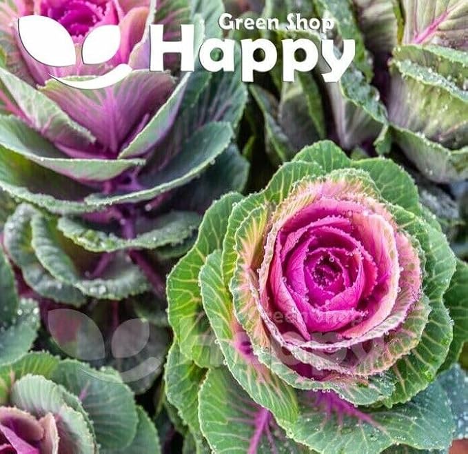 Ornamental Cabbage mix - 180 seeds (Brassica Oleracea)