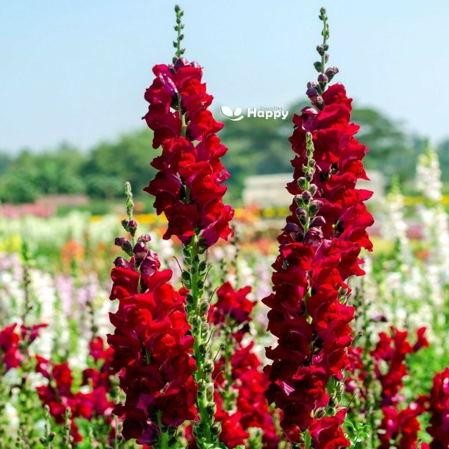 Snapdragon tall, ruby red - 1500 seeds (Antirrhinum majus maximum)