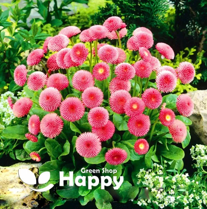 English daisy 'Pomponette' pink - 700 seeds (Bellis perennis)